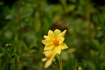 beautiful lighting leaf