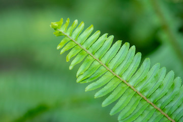 Fern leaves in green natural background. Selective focus.