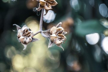 flower with spider web stuck in blurred background