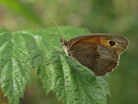 Macro of an oxeye butterfly