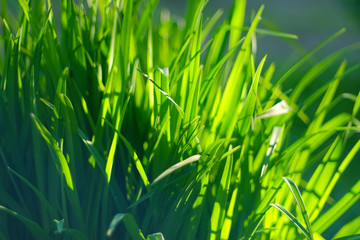 Fresh green spring grass background. Close up soft photo