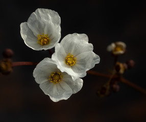 White flower of Burhead, Texas mud baby,Echinodorus cordifolius (L.) Griseb.Square format.