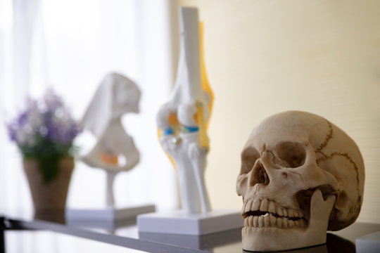 Skull plastic anatomy physiology model a bones in hospital.