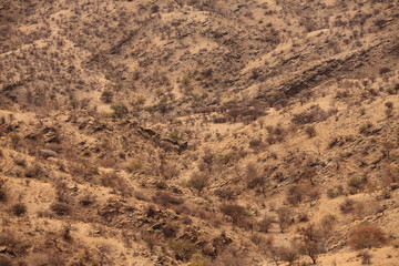 Open dry savannah arid landscape with tall grass and desert shrubs in Namibia safari