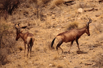 Gemsbok, Springbok antelope, zebras and oryx in the open dry savannah arid landscape in Namibia safari