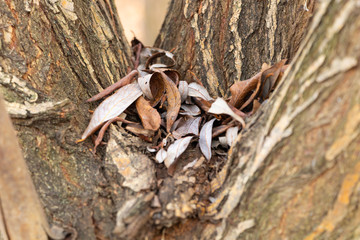 Fallen leaves in autumn on the crack of a tree