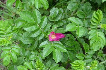 Rosa rugosa