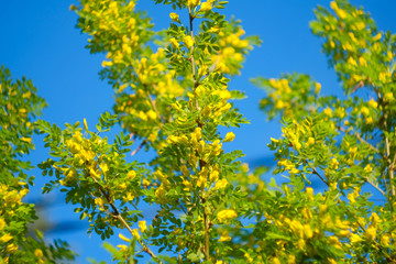Yellow acacia flowers and branches with green leaves.
