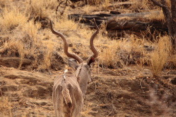 Gemsbok, Springbok antelope, zebras and oryx in the open dry savannah arid landscape in Namibia...