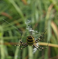 Macro of wasp spider with yellow and brown stripes