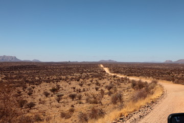 Fototapeta na wymiar Open dry savannah arid landscape with tall grass and desert shrubs in Namibia safari
