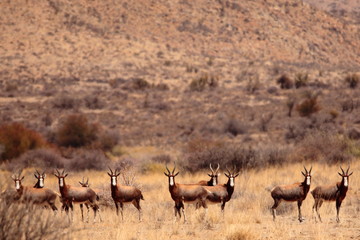 Naklejka na ściany i meble Gemsbok, Springbok antelope, zebras and oryx in the open dry savannah arid landscape in Namibia safari