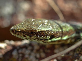 Macro of wall lizard outside in the sun