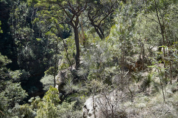 Grand Canyon Walk, Blue Mountains National Park, Evans Lookout Rd, Blackheath, NSW, Australia