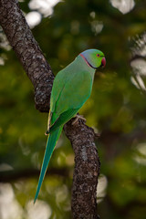 Indian Ring-Necked Parrots at Kadugodi Bridge Bangalore India