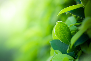 Closeup beautiful view of nature green leaves on blurred greenery tree background with sunlight in public garden park. It is landscape ecology and copy space for wallpaper and backdrop.