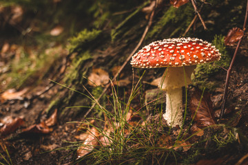 red mushroom in the forest