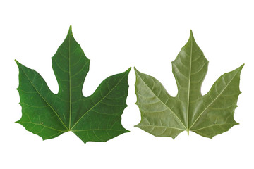 green leaf chaya isolated on white background
