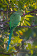 Indian Ring-Necked Parrots at Kadugodi Bridge Bangalore India