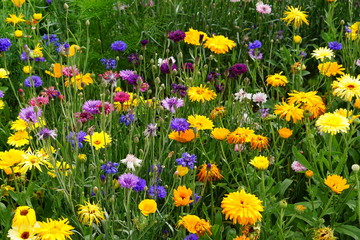 Meadow mix