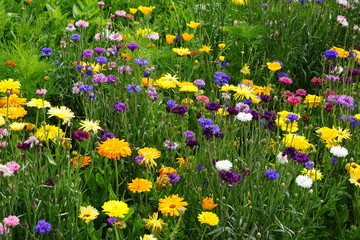 Meadow mix