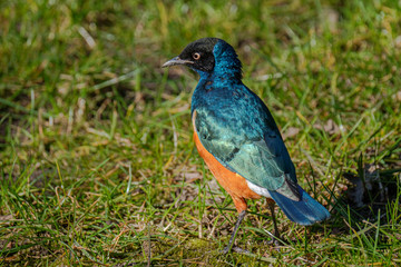 The beautiful and colourful Superb Starling, Lamprotornis superbus, standing in grass