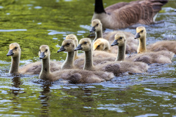 Obraz premium Canada goose and gosling in water.