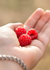 Red raspberry berries (Rubus idaeus) hang on a Bush in autumn in Greece in a woman's hand