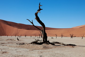 Dead black trees silhouettes in dry lake due to drought in the Red sand dunes in Sossusvlei desert in Namibia
