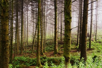 Obraz premium Forest