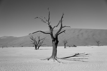 Fototapeta na wymiar Dead black trees silhouettes in dry lake due to drought in the Red sand dunes in Sossusvlei desert in Namibia