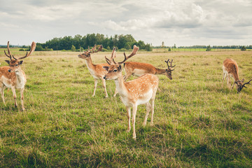 beautiful fallow deers in the field