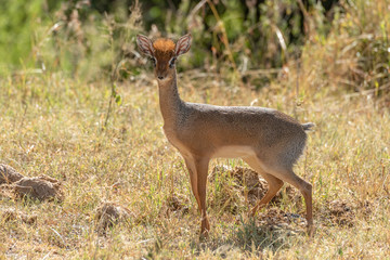 Kirk dik-dik stands in grass watching camera