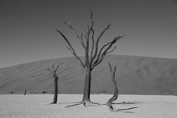 Dead black trees silhouettes in dry lake due to drought in the Red sand dunes in Sossusvlei desert in Namibia