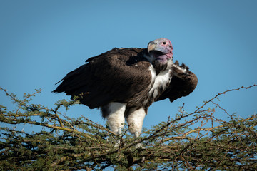 Lappet-faced vulture atop thornbush under blue sky