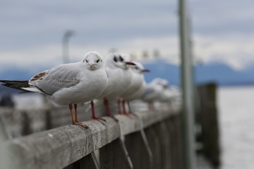 Birds on a wooden structure at Lake starnberg, south of Munich, Germany
