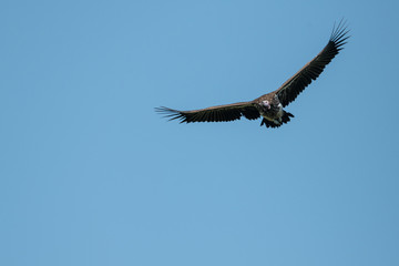 Lappet-faced vulture soaring in perfect blue sky
