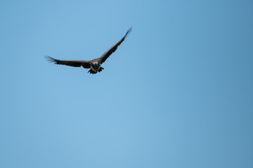Lappet-faced vulture lifts wings in perfect sky