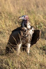 Lappet-faced vulture stands in grass eyeing camera