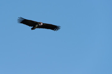 Lappet-faced vulture soars in perfect blue sky