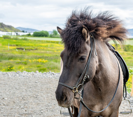 Islandzki koń, rozczochrana grzywa