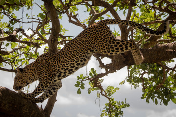 Leopard jumps between branches in leafy tree
