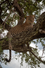Leopard lies in tree with leg dangling