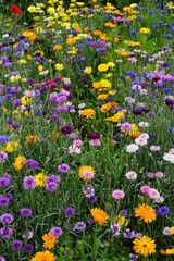 Meadow mix