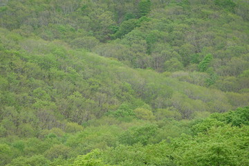 Landscape of Kushiro bog (the biggest bog in Japan / Hookaido)