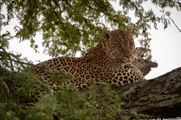 Leopard lies in tree framed by leaves