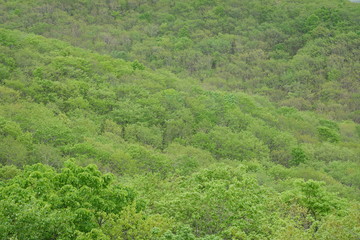 Landscape of Kushiro bog (the biggest bog in Japan / Hookaido)
