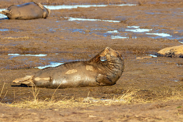 Greay seals from England