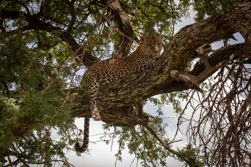 Fototapeta na wymiar Leopard lies in tree with tail dangling