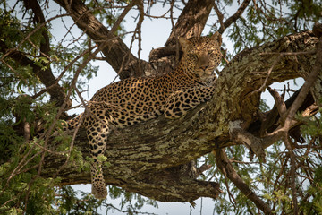 Leopard lies on tree branch looking down